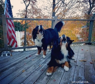 16 Adorable Cats & Dogs Living Life to the Fullest