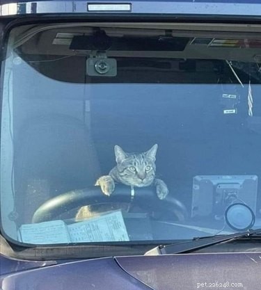 16 Adorable Cats & Dogs Living Life to the Fullest