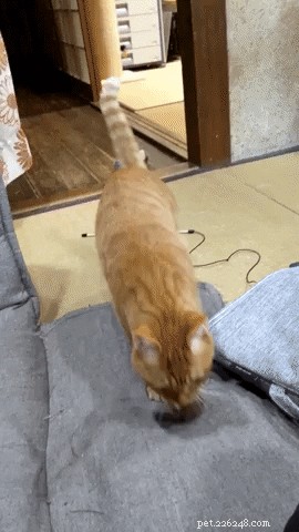 16 Adorable Cats & Dogs Living Life to the Fullest