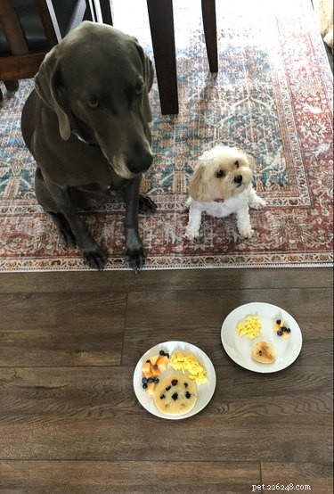 16 Adorable Cats & Dogs Living Life to the Fullest