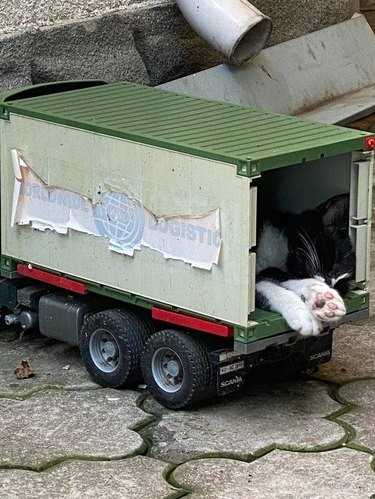 16 Adorable Cats & Dogs Living Life to the Fullest