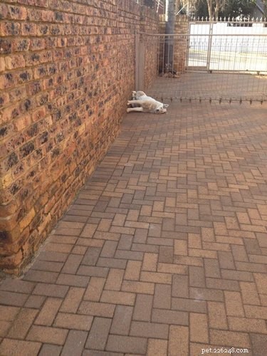 15 Pets That Seem to Defy Physics