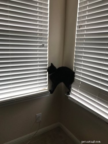15 Pets That Seem to Defy Physics