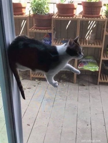 15 Pets That Seem to Defy Physics