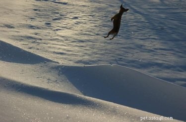 15 Pets That Seem to Defy Physics