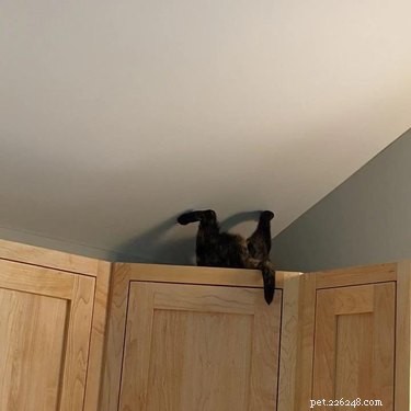 15 Pets That Seem to Defy Physics