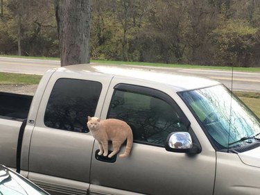 15 Pets That Seem to Defy Physics