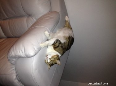 15 Pets That Seem to Defy Physics