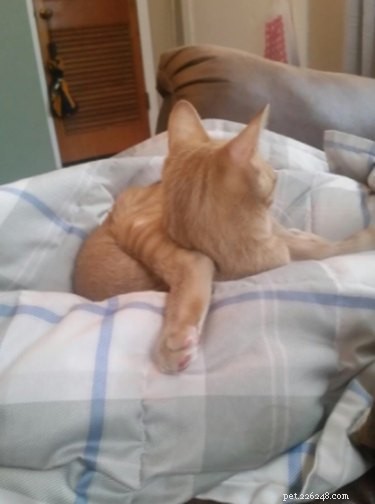 15 Pets That Seem to Defy Physics