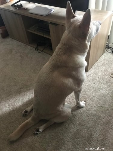 15 Pets That Seem to Defy Physics