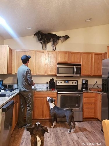 15 Pets That Seem to Defy Physics