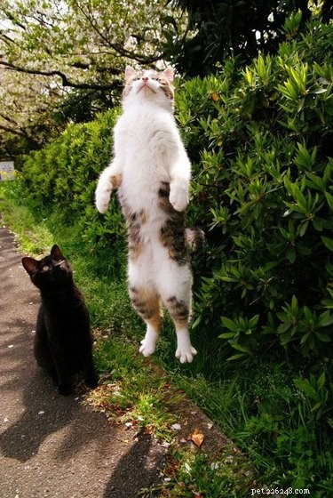 15 Pets That Seem to Defy Physics