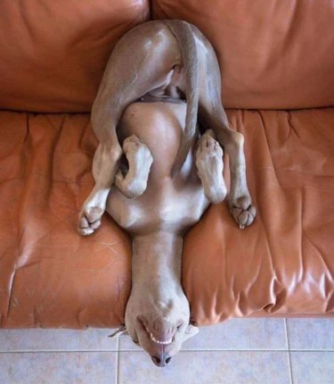 15 Pets That Seem to Defy Physics