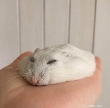 15 Pets That Look Like They re Made of Liquid