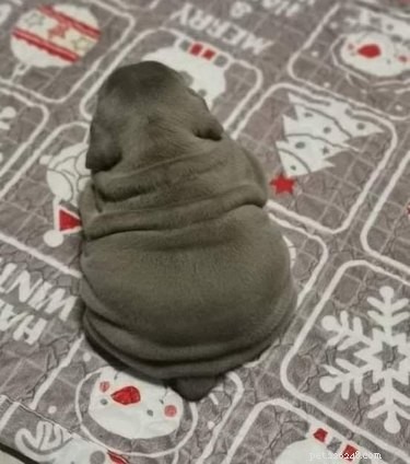 15 Pets That Look Like They re Made of Liquid