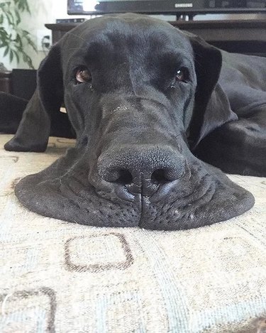 15 Pets That Look Like They re Made of Liquid