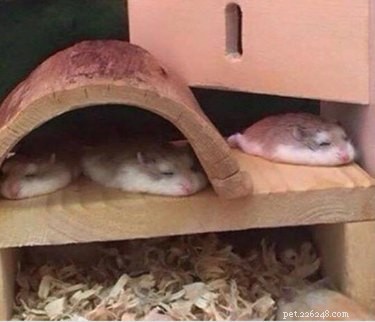 15 Pets That Look Like They re Made of Liquid