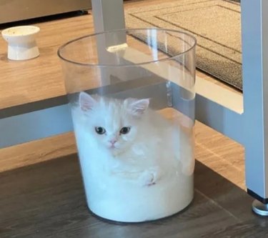 15 Pets That Look Like They re Made of Liquid