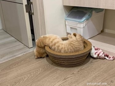 15 Pets That Look Like They re Made of Liquid