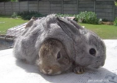 15 Pets That Look Like They re Made of Liquid