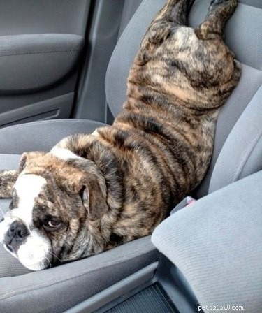 15 Pets That Look Like They re Made of Liquid