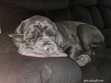 15 Pets That Look Like They re Made of Liquid