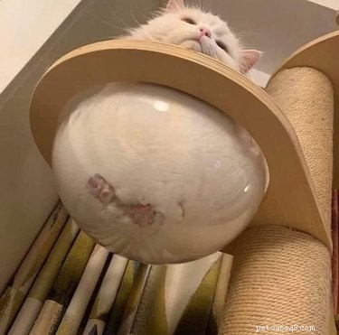 15 Pets That Look Like They re Made of Liquid
