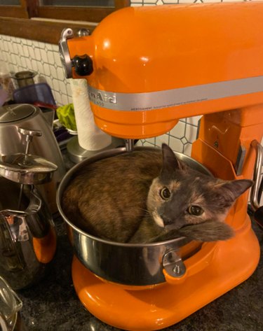 15 Pets That Look Like They re Made of Liquid