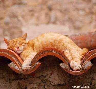 15 Pets That Look Like They re Made of Liquid