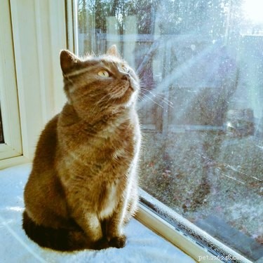 18 Pets That Look Like Iconic Album Covers