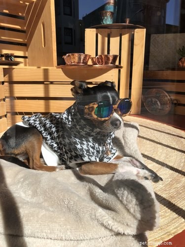 18 Pets That Look Like Iconic Album Covers