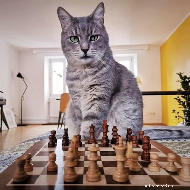 18 Pets That Look Like Iconic Album Covers