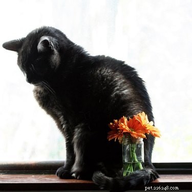 18 Pets That Look Like Iconic Album Covers
