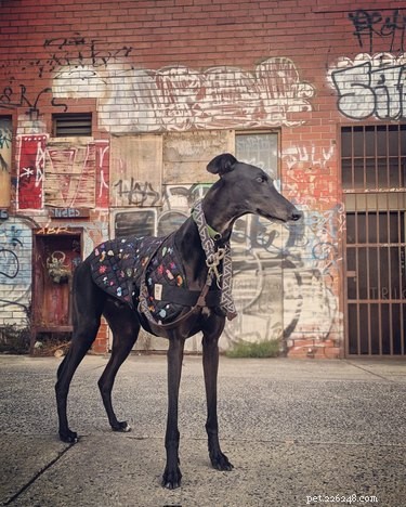18 Pets That Look Like Iconic Album Covers