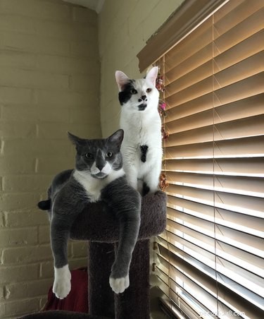 18 Pets That Look Like Iconic Album Covers