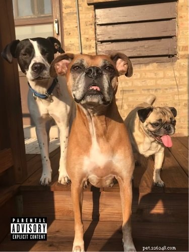 18 Pets That Look Like Iconic Album Covers