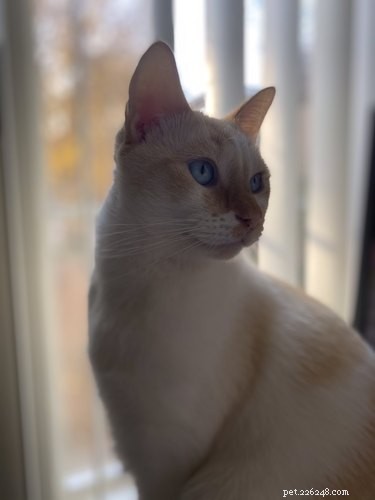 18 Pets That Look Like Iconic Album Covers