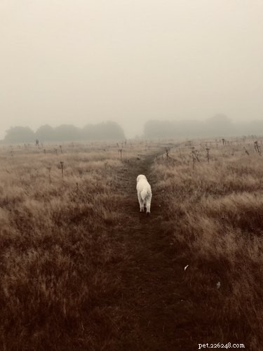 18 Pets That Look Like Iconic Album Covers