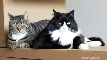 18 Pets That Look Like Iconic Album Covers