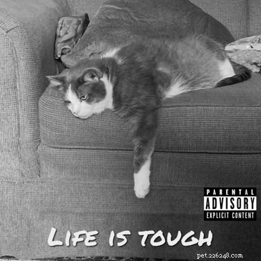 18 Pets That Look Like Iconic Album Covers