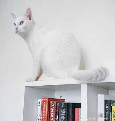18 Pets That Look Like Iconic Album Covers