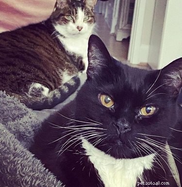 18 Pets That Look Like Iconic Album Covers