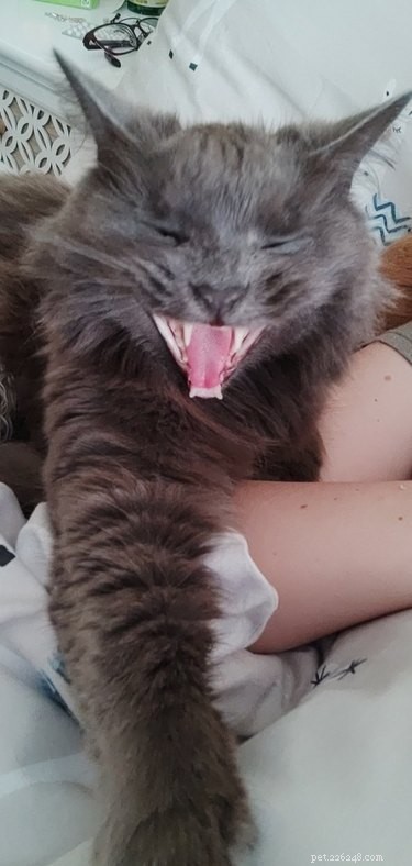 18 Pets That Look Like Iconic Album Covers