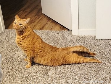 18 Heartwarming Pet Photos Guaranteed to Brighten Your Day