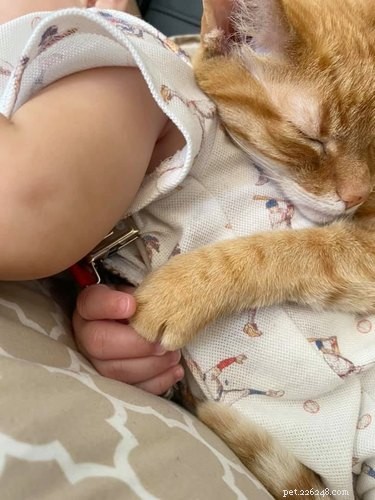18 Heartwarming Pet Photos Guaranteed to Brighten Your Day