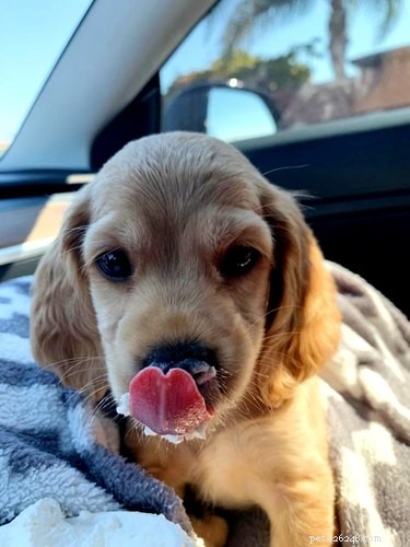 18 Heartwarming Pet Photos Guaranteed to Brighten Your Day