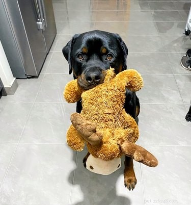 18 Heartwarming Pet Photos Guaranteed to Brighten Your Day