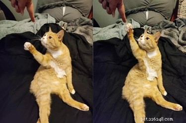 18 Heartwarming Pet Photos Guaranteed to Brighten Your Day