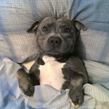 16 Heartwarming Dog Smiles Guaranteed to Brighten Your Day