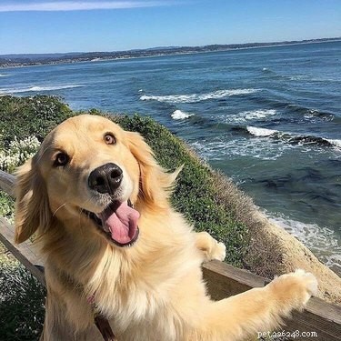 16 Heartwarming Dog Smiles Guaranteed to Brighten Your Day